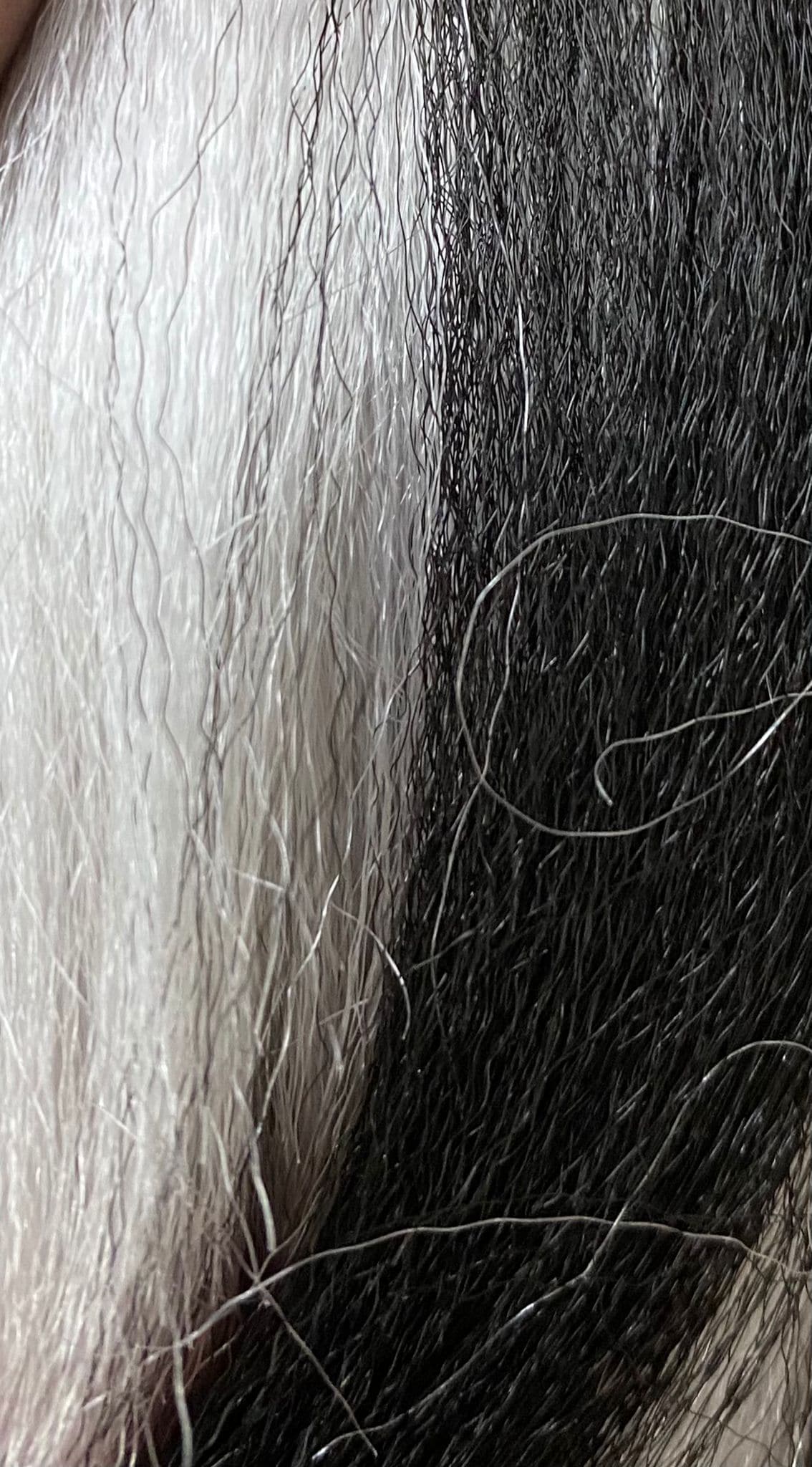 x pression ultra braid